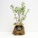 Sage of Spirea Manon, P9 pot, summer 2024