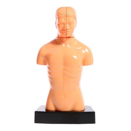 Scientific experience "Body structure"-5