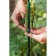 Garters for plants, length 23 cm, set 30 pcs., Greengo