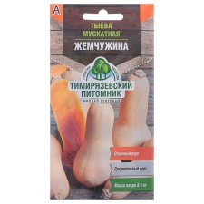 Seeds of pumpkin 