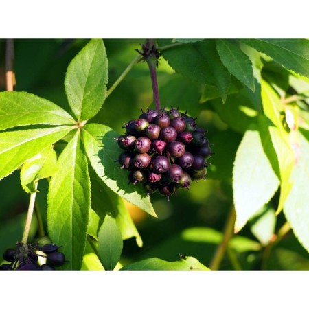 Eleutherococcus prickly, C2 pot, H10-50 height, 1 pc, summer 2024