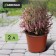 Pot for seedlings, 2 l, d = 16.5 cm, h = 13.5 cm, Greengo