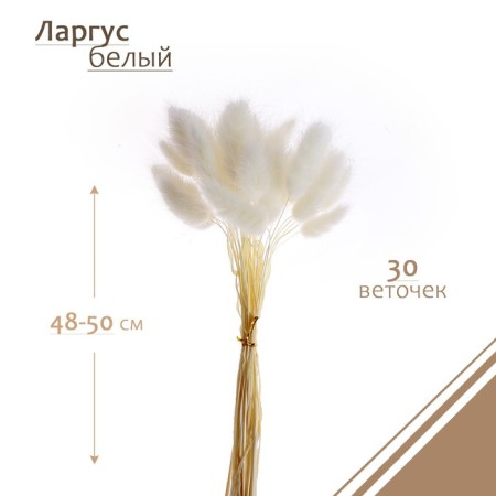 Dry -flowers "Lagurus", set of 30 pcs., White color-1