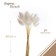 Dry -flowers "Lagurus", set of 30 pcs., White color