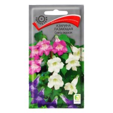 Azarin flowers 