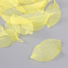 Leaves skeletered for creativity 