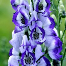 Aconit Cummarum Bikolor, Rr. I, 1 pc, spring 2025