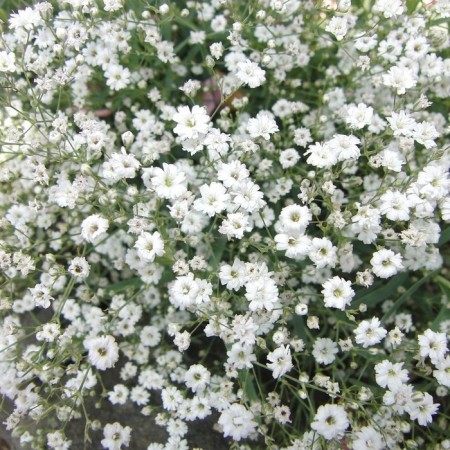 Blower gypsophila, 1 pc, spring 2025
