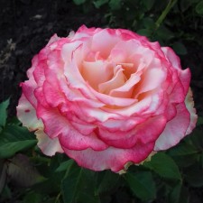 Seedling rose 