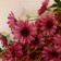 Bouquet "Rudbekia hairy" 40 cm, mix