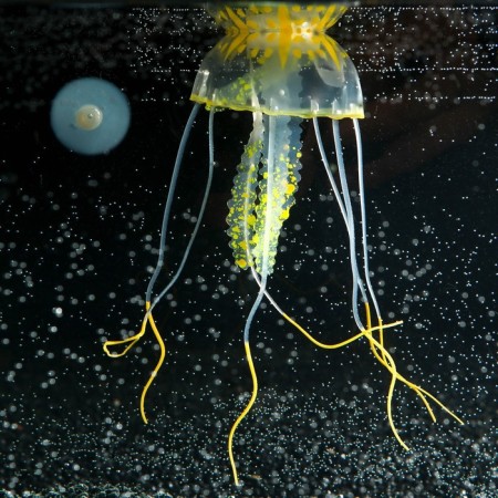 Decor for the Aquarium "Medusa" silicone, with a neon effect, 5 x 5 x 15 cm, orange-2