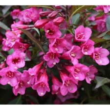 Weigel flowering Victoria, pot C2, 1 pc, summer 2024