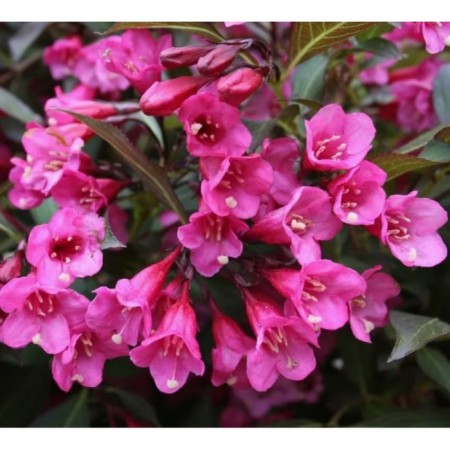 Weigel flowering Victoria, pot C2, 1 pc, summer 2024