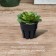 Pot for seedlings, 80 ml, d = 6 cm, h = 5 cm, black, Greengo