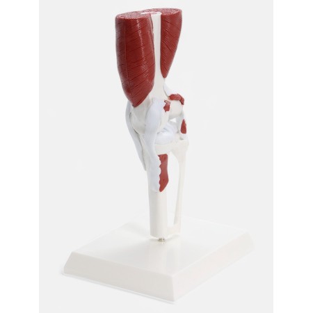 Layer "knee joint with muscle tissue and ligaments" 23*13cm-1