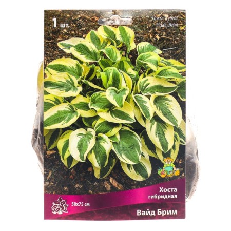 Host Hybrid Vide Brome, I Rn, 1 pc. 50*75 h (cm), autumn 2024