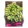 Host Hybrid Vide Brome, I Rn, 1 pc. 50*75 h (cm), autumn 2024