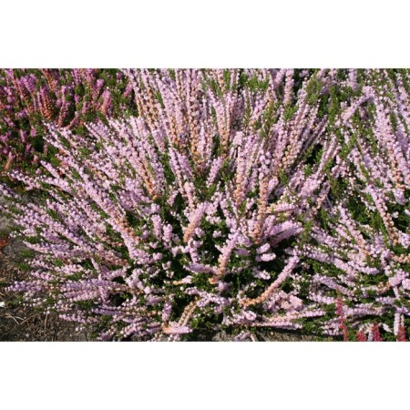 Heather Ordinary Spring Tom, C1.5 pot, H10-50 height, 1 pc, summer 2024