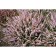 Heather Ordinary Spring Tom, C1.5 pot, H10-50 height, 1 pc, summer 2024