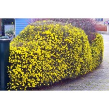 Golsotnock jasmine, pot of p9, summer 2024