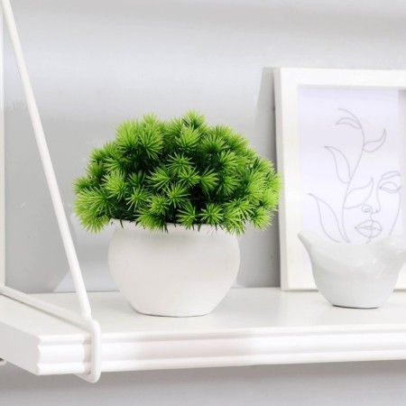 Bonsai in the pot "Fluffy thorns" 9x13 cm, mix