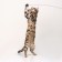Domesticular “Soft fun” with a steel cable, 90 cm