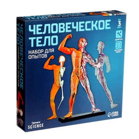 Scientific experience "human body"-3