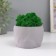 Kashpo concrete "skull" with moss lightly gray 13x9x6.5 cm (moss green stabilized)