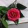 Artificial Camellia flowers 85 cm, bright pink