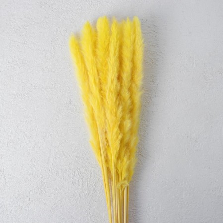 Sukhotzet "reed" set 15 pcs, yellow color-1