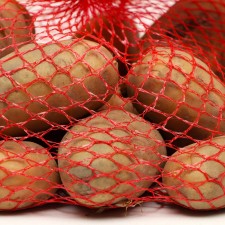 Seed potatoes 
