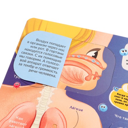 Book with windows "Anatomy"-5