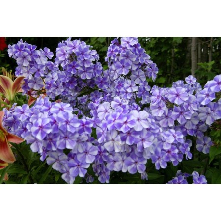 Flox panichela gzhel, pot C2, 1 pc, summer 2024-1