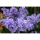Flox panichela gzhel, pot C2, 1 pc, summer 2024