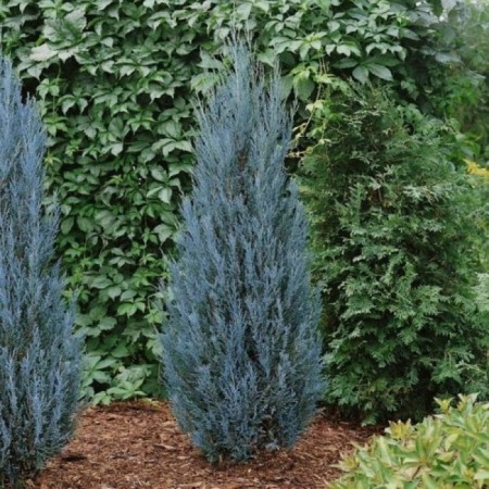 Rock juniper "Blue Errow", P9, 1pc, h 3-20 cm, summer 2024