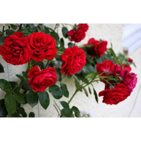 Seedling rose Plesy "Grandessa", tube, 1 pc, spring 2025