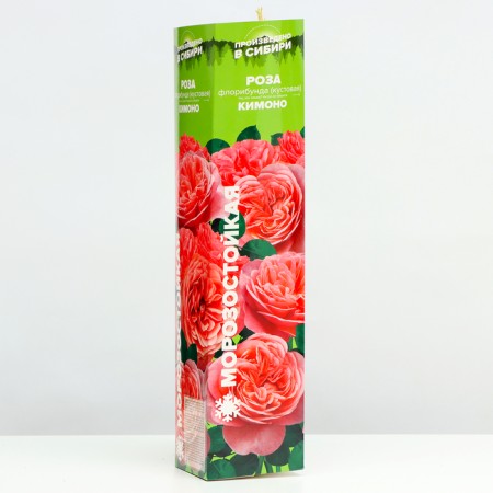Cimono Rosa seedling, 1 pc, spring 2024-1
