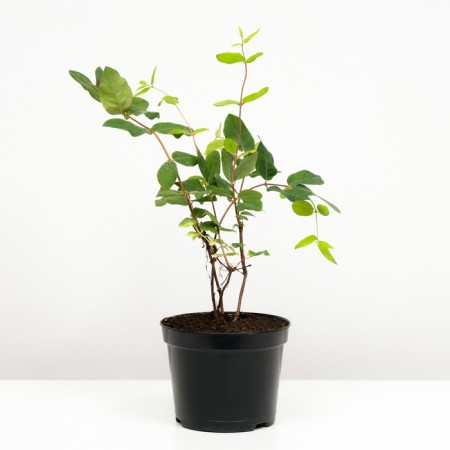 Honeysuckle edible Bazhovskaya, C2 pot, H20-40 Height, 1 pc, summer 2024-1