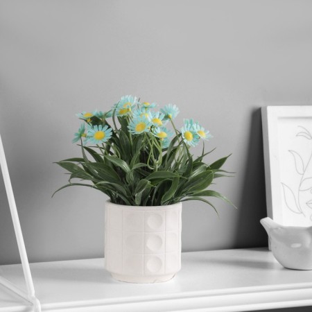 Bonsai "Astra Extra Mini" 8x20 cm, mix-2