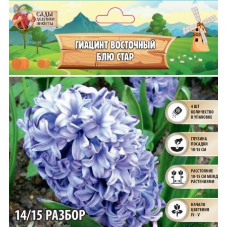 Hyacinth East Blue Star, rr 14/15, 4 pcs, autumn 2024
