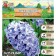 Hyacinth East Blue Star, rr 14/15, 4 pcs, autumn 2024