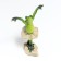 Souvenir Polystone Lac "Frog Ballerina - Flight" 17x7x10 cm
