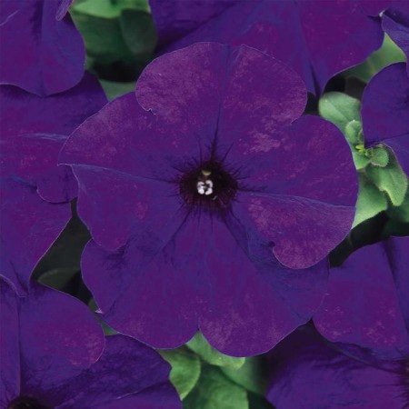 Flowers of Petunia Dreams Midnight 1000 pcs