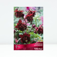 Aquilegia ordinary ruby ​​port, rr I, 1 pc, spring 2025
