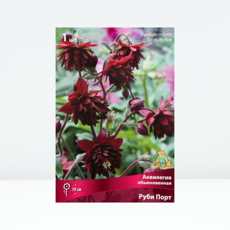 Aquilegia ordinary ruby ​​port, rr I, 1 pc, spring 2025