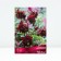 Aquilegia ordinary ruby ​​port, rr I, 1 pc, spring 2025