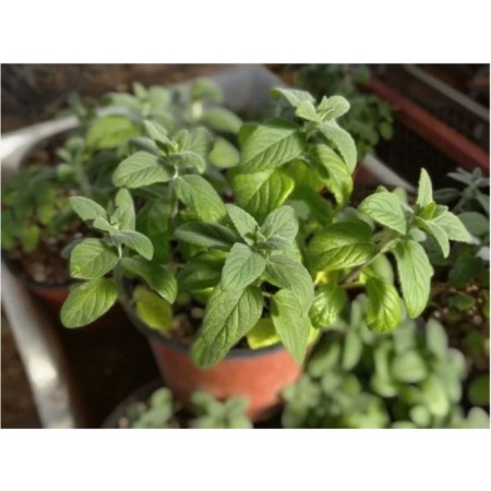 Sviss mint, c1.5 pot, 1 pc, summer 2024