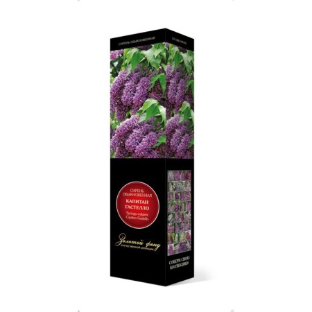 Ordinary Lilac "Captain Gastello" 1 pc, tube, spring 2025