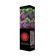 Ordinary Lilac "Captain Gastello" 1 pc, tube, spring 2025