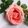 Artificial flowers "rose decay" 66 cm, light pink